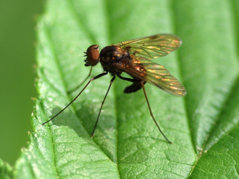 Rhagionidae: Chrysopilus